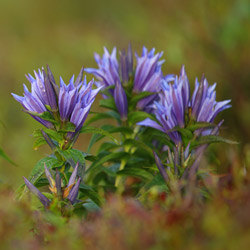 Goryczka trojeściowa (Gentiana asclepiadea)