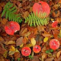 Fly amanita (Amanita muscaria)