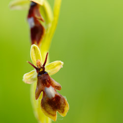 Dwulistnik muszy (Ophrys insectifera)