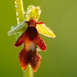 Fly orchid (Ophrys insectifera)