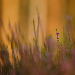 Wrzos zwyczajny (Calluna vulgaris)