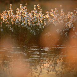 Wełnianka wąskolitna (Eriophorum angustifolium)