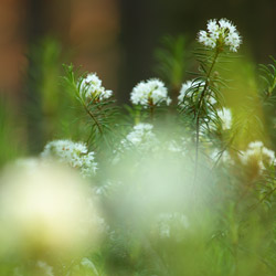 Marsh Labrador tea (Rhododendron tomentosum)