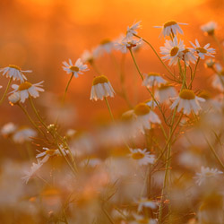 Field chamomile (Anthemis arvensis)