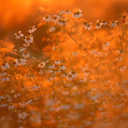 Field chamomile (Anthemis arvensis)