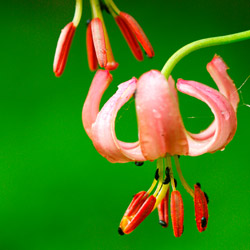 Lilia złotogłów (Lilium martagon)