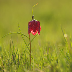 Szachownica kostkowata (Fritillaria meleagris)