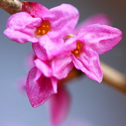 Wawrzynek wilczełyko (Daphne mezereum)