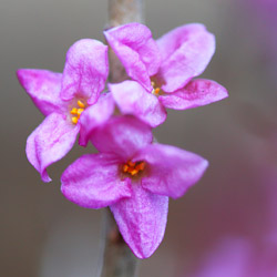 Daphne mezereum