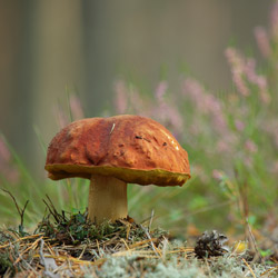 Penny bun (Boletus edulis)