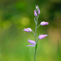 Red Helleborine (Cephalanthera rubra)