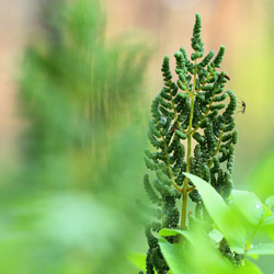 Długosz królewski (Osmunda regalis)