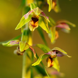 Kruszczyk szerokolistny (Epipactis helleborine)