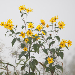 The Jerusalem artichoke (Helianthus tuberosus)