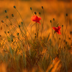 Common poppy (Papaver rhoeas)