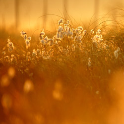 Wełnianka wąskolitna (Eriophorum angustifolium)