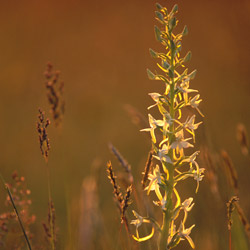 Lesser butterfly-orchid (Platanthera bifolia)