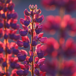 Łubin trwały (Lupinus polyphyllus)