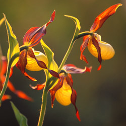 Lady,s Slipper Orchid (Cypripedium calceolus)