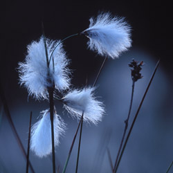 Bog cotton (Eriophorum angustifolium)