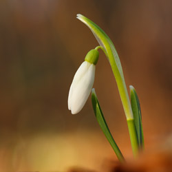 Snowdrops (Galanthus nivalis)