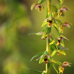 Broad-leaved Helleborine (Epipactis helleborine)