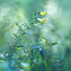 Pszeniec zwyczajny (Melampyrum pratense)