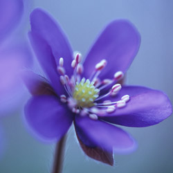 Przylaszczka pospolita (Hepatica triloba)