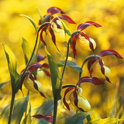 Lady,s Slipper Orchid (Cypripedium calceolus)