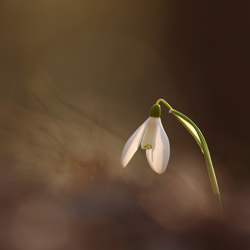 Śnieżyczka przebiśnieg (Galanthus nivalis)