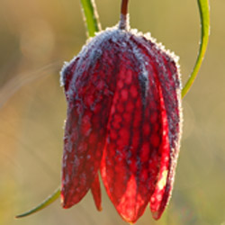 Checkered lily (Fritillaria meleagris)