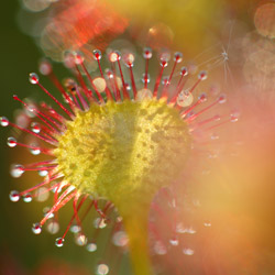 Round-leaved sundew (Drosera rotundifolia)