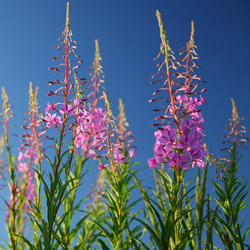 Rosebay willowherb (Chamaenerion angustifolium)