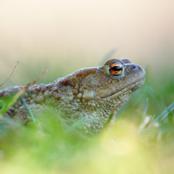 Common toad (Bufo bufo)