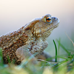 Common toad (Bufo bufo)