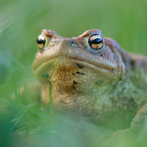 Common toad (Bufo bufo)