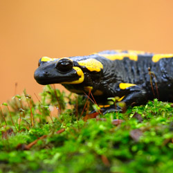 The fire salamander (Salamandra salamandra)