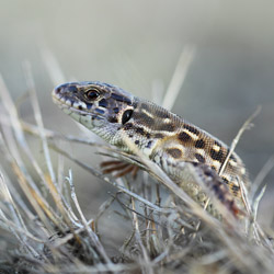 Sand lizard (Lacerta agilis)