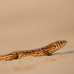 Sand lizard (Lacerta agilis)
