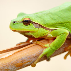 Eastern tree frog (Hyla orientalis)