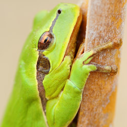 Eastern tree frog (Hyla orientalis)