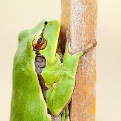 Eastern tree frog (Hyla orientalis)