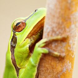 Eastern tree frog (Hyla orientalis)