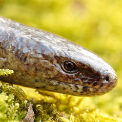 Slow worm (Anguis fragilis)