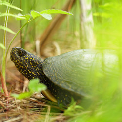 European pond turtle (Emys orbicularis)