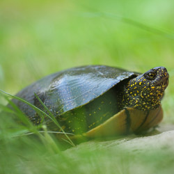 European pond turtle (Emys orbicularis)