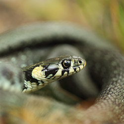 Grass snake (Natrix natrix)