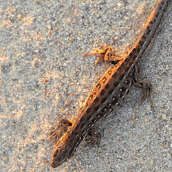 Sand lizard (Lacerta agilis)