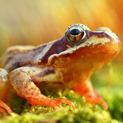 The common frog (Rana temporaria)