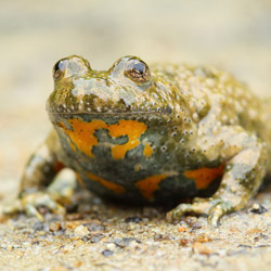 Yellowâbellied Toad (Bombina veriegata)